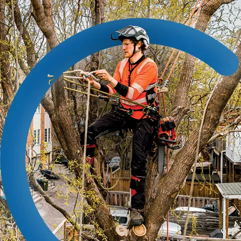 Opleidingen boomverzorger - Syntra West